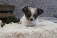 Essie , a female Chihuahua for sale in Arbela, MO – 3 of 10