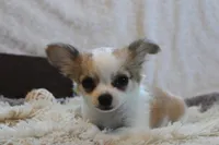 Bailey, a male Chihuahua for sale in Arbela, MO – 8 of 8