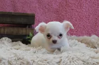 Effie, a female Chihuahua for sale in Arbela, MO – 3 of 9