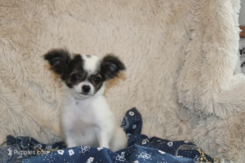 Evan – Chihuahua puppy for sale in Arbela, MO