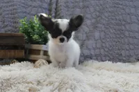 Evan, a male Chihuahua for sale in Arbela, MO – 6 of 9