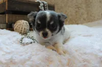 Cedric, a male Chihuahua for sale in Arbela, MO – 7 of 9