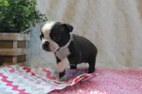 Giovanna, a female Boston Terrier for sale in Arbela, MO – 6 of 7