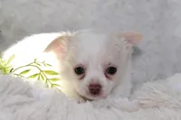 DOVER, a male Chihuahua for sale in Arbela, MO – 5 of 6