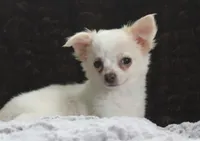DOVER, a male Chihuahua for sale in Arbela, MO – 1 of 10