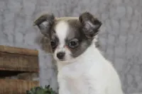 Essie , a female Chihuahua for sale in Arbela, MO – 10 of 10