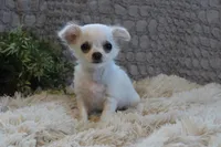 Alex, a male Chihuahua for sale in Arbela, MO – 6 of 7