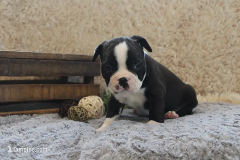 HOLLIS – Boston Terrier puppy for sale in Arbela, MO