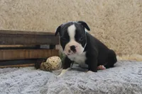 HOLLIS, a male Boston Terrier for sale in Arbela, MO – 1 of 8