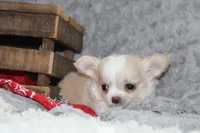 Buster, a male Chihuahua for sale in Arbela, MO – 7 of 10