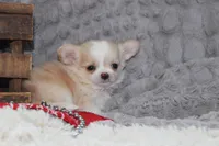 Buster, a male Chihuahua for sale in Arbela, MO – 2 of 10