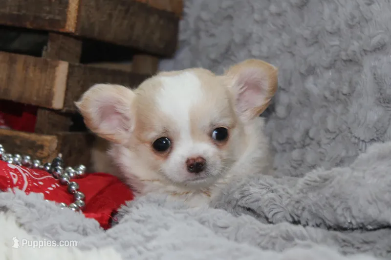 Buster – Chihuahua puppy for sale in Arbela, MO