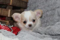 Buster, a male Chihuahua for sale in Arbela, MO – 3 of 10