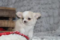 Buster, a male Chihuahua for sale in Arbela, MO – 10 of 10