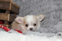 Buster, a male Chihuahua for sale in Arbela, MO – 9 of 10
