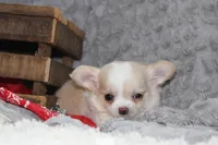 Buster, a male Chihuahua for sale in Arbela, MO – 8 of 10
