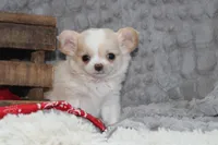 Buster, a male Chihuahua for sale in Arbela, MO – 5 of 10