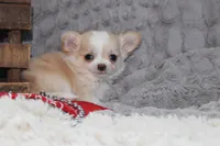 Buster, a male Chihuahua for sale in Arbela, MO – 4 of 10