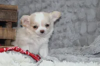Buster, a male Chihuahua for sale in Arbela, MO – 6 of 10