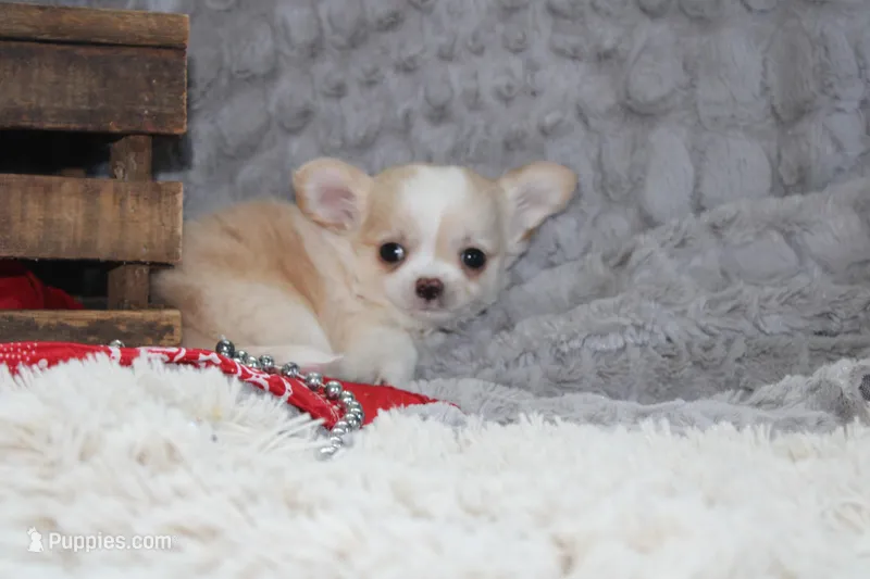 Buster – Chihuahua puppy for sale in Arbela, MO
