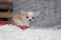 Buster, a male Chihuahua for sale in Arbela, MO – 1 of 10