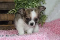 Bindi, a female Chihuahua for sale in Arbela, MO – 3 of 10