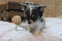 Cedric, a male Chihuahua for sale in Arbela, MO – 8 of 9