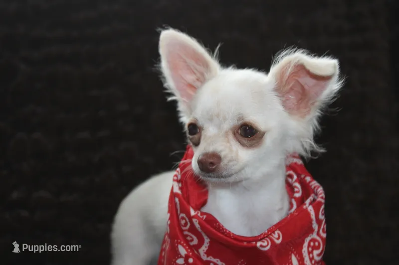 Evie – Chihuahua puppy for sale in Arbela, MO