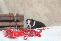 Gilmer, a male Boston Terrier for sale in Arbela, MO – 7 of 10