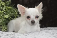 DOVER, a male Chihuahua for sale in Arbela, MO – 6 of 8