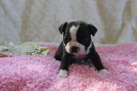 Gladis, a female Boston Terrier for sale in Arbela, MO – 5 of 8