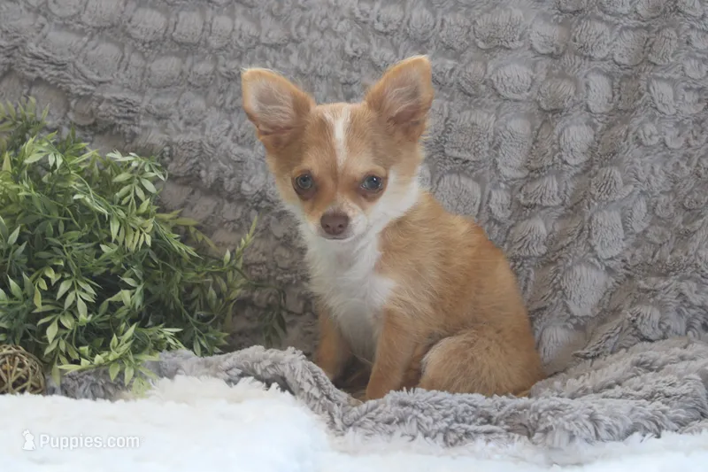 Franklin – Chihuahua puppy for sale in Arbela, MO