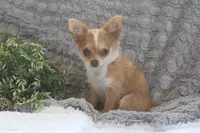 Franklin, a male Chihuahua for sale in Arbela, MO – 2 of 9