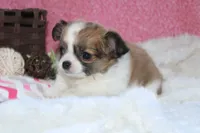 Bella, a female Chihuahua for sale in Arbela, MO – 2 of 8