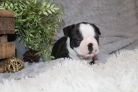Hudson, a male Boston Terrier for sale in Arbela, MO – 8 of 10