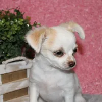 *AKC* LC Sally, a female Chihuahua for sale in Arbela, MO – Photo 3 of 7