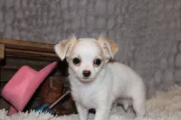 processed/23c79fbd-ff69-4d74-b72e-60b5c931ae35/listing/900fca45-9375-400d-82da-d532fe4adbfa/4c37d653-0ad8-4f01-9259-26b27a08532c