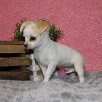 *AKC* LC Sally, a female Chihuahua for sale in Arbela, MO – Photo 5 of 7
