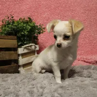 *AKC* LC Sally, a female Chihuahua for sale in Arbela, MO – Photo 7 of 7