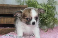 Bindi, a female Chihuahua for sale in Arbela, MO – 6 of 10