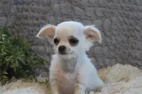 Alex, a male Chihuahua for sale in Arbela, MO – 4 of 7