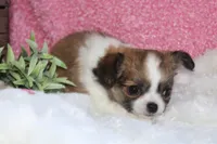 Bella, a female Chihuahua for sale in Arbela, MO – 8 of 8