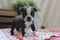 Giovanna, a female Boston Terrier for sale in Arbela, MO – 7 of 7