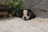 Hudson, a male Boston Terrier for sale in Arbela, MO – 3 of 10