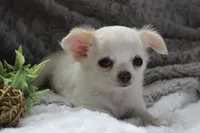 Alex, a male Chihuahua for sale in Arbela, MO – 5 of 10