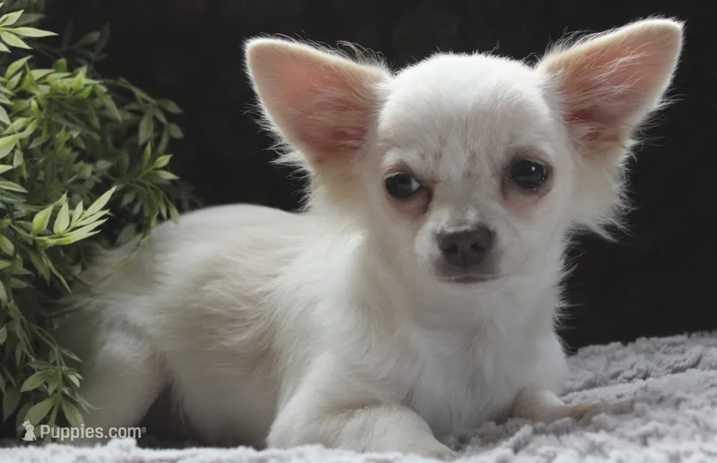 DOVER – Chihuahua puppy for sale in Arbela, MO