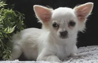 DOVER, a male Chihuahua for sale in Arbela, MO – 1 of 8