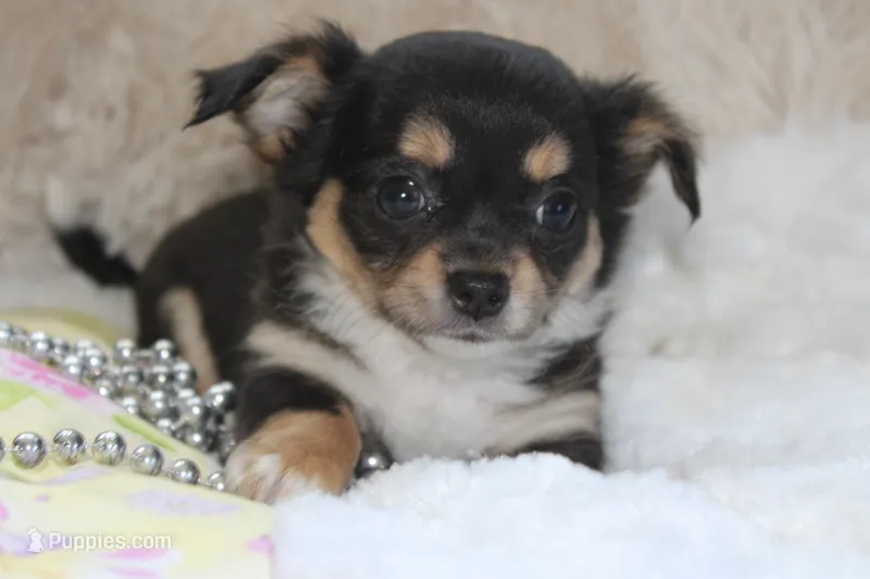 Daffie – Chihuahua puppy for sale in Arbela, MO