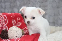 Denver, a male Chihuahua for sale in Arbela, MO – 6 of 8