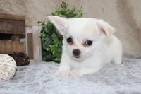 Denver, a male Chihuahua for sale in Arbela, MO – 7 of 7